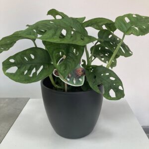 Monstera skvostná