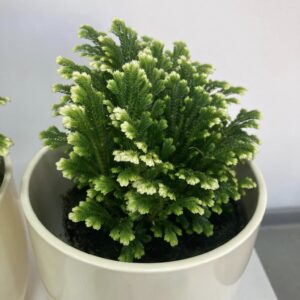 Selaginella apoda