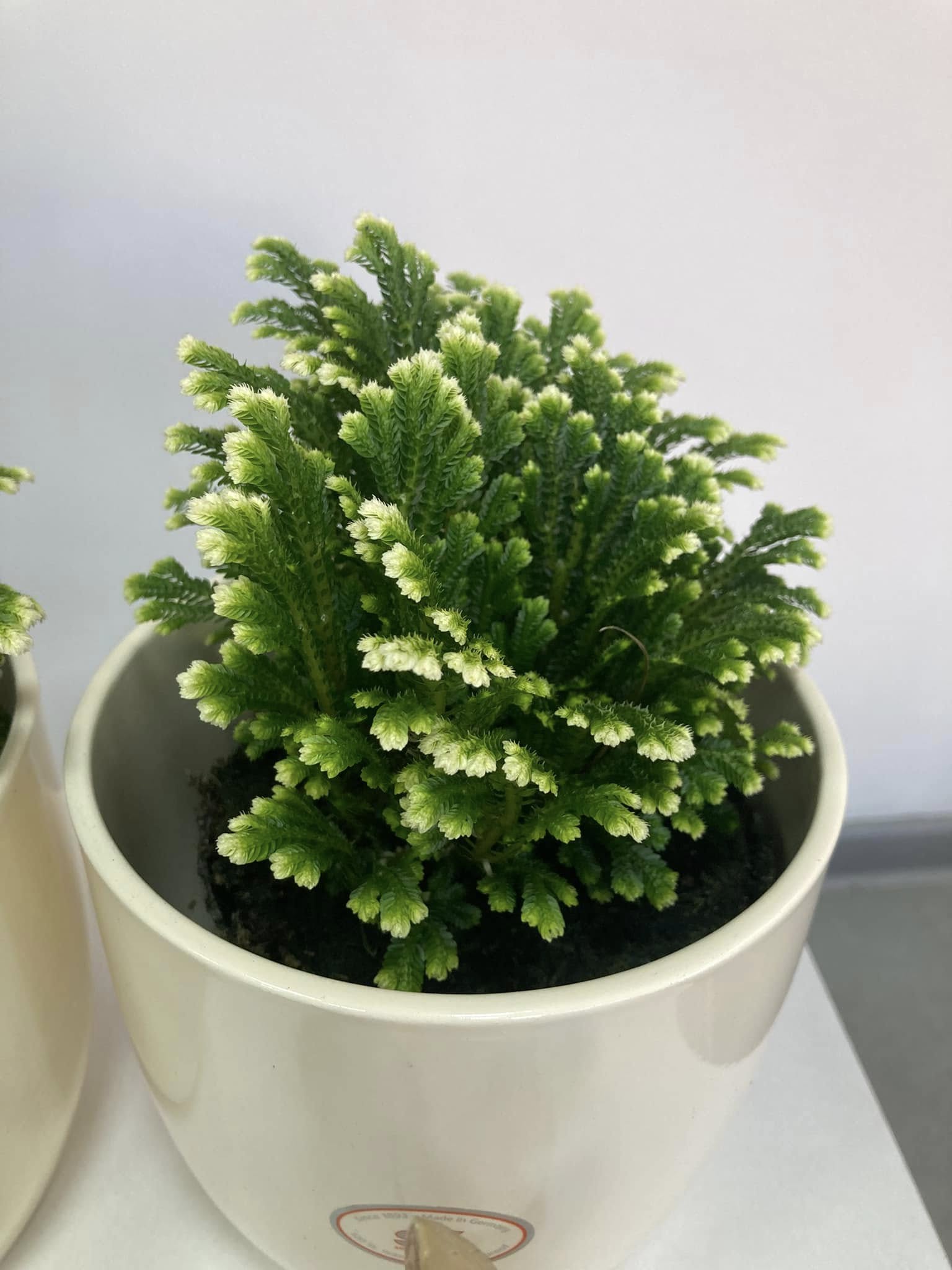 Selaginella apoda
